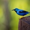 Kvetomil azurovy - Cyanerpes lucidus - Shining Honeycreeper o4003